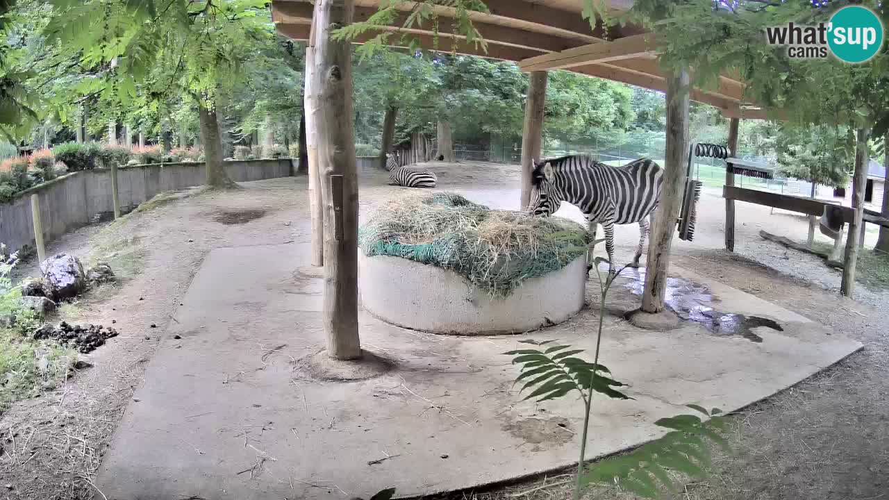 Le Zebre nello ZOO di Ljubljana – Slovenia Live webcam