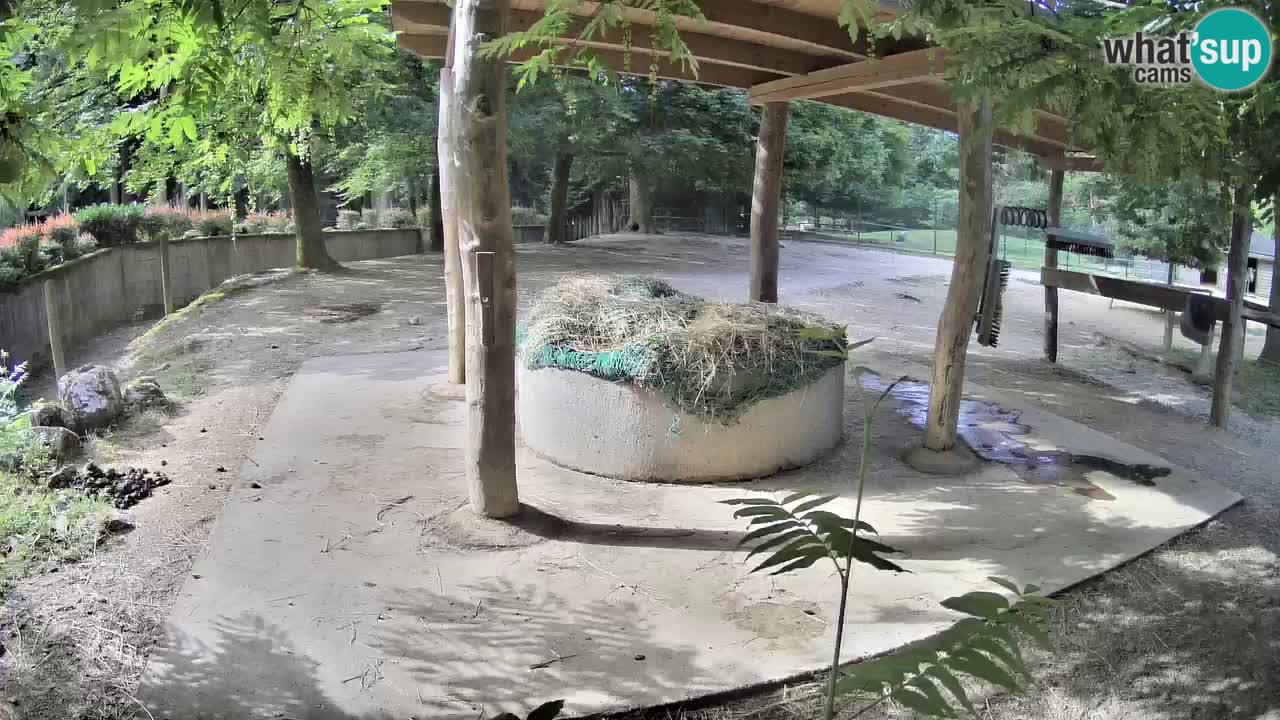Live webcam Zebras in Ljubljana ZOO – Slovenia