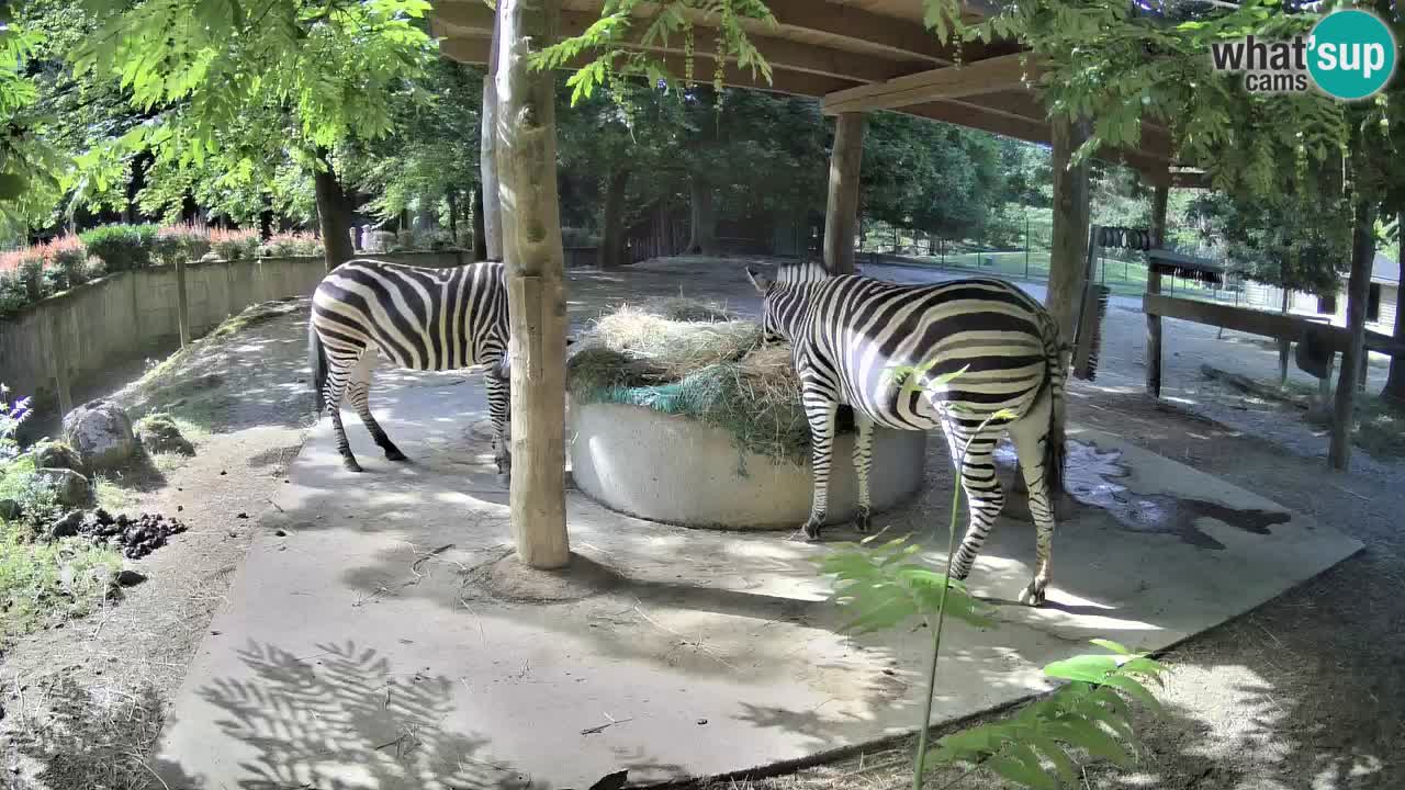 Live webcam Zebras in Ljubljana ZOO – Slovenia