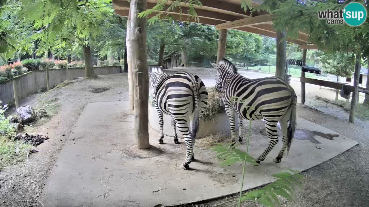 Live Webcam Zebras in Ljubljana ZOO – Slowenien