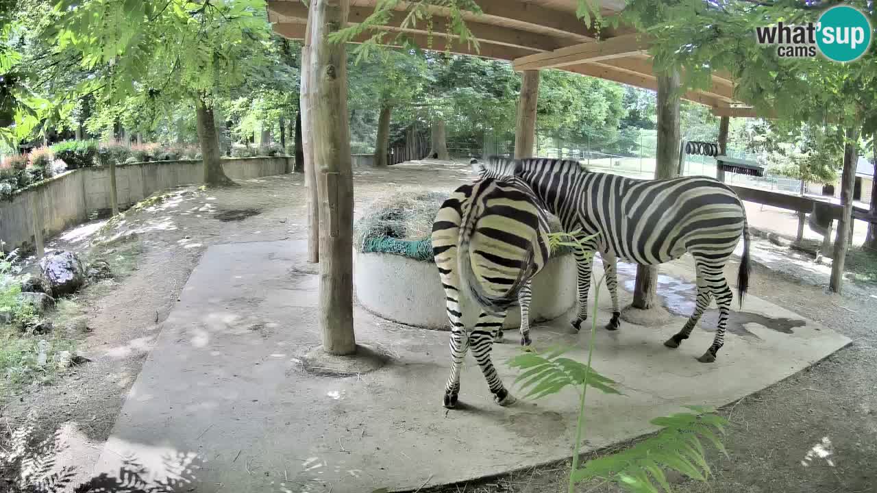 Live Webcam Zebras in Ljubljana ZOO – Slowenien