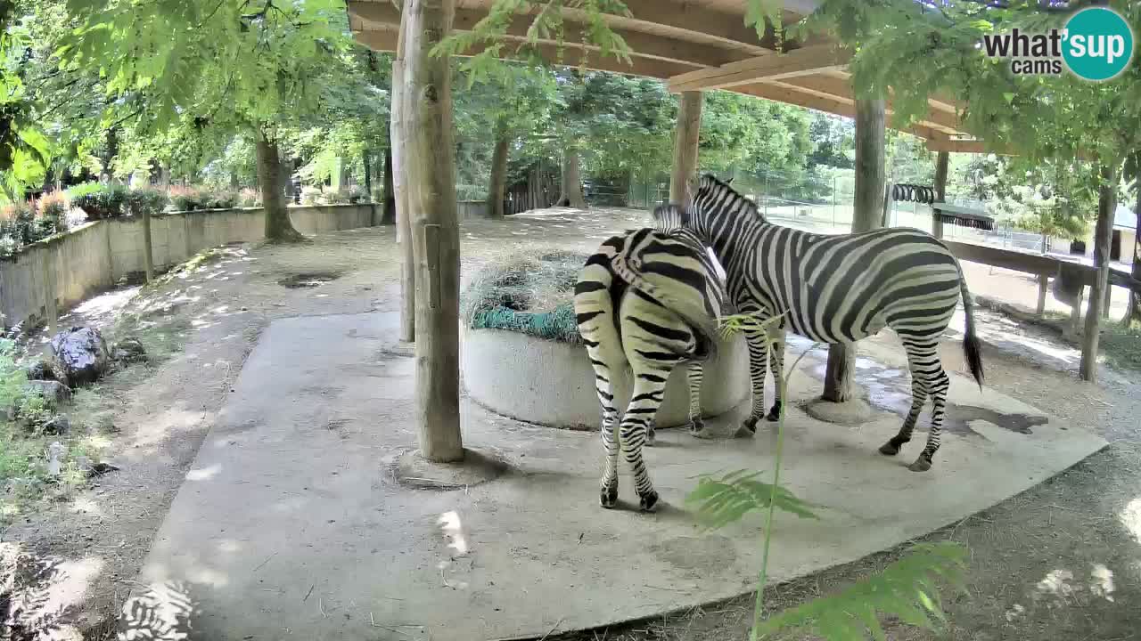 Live Webcam Zebras in Ljubljana ZOO – Slowenien