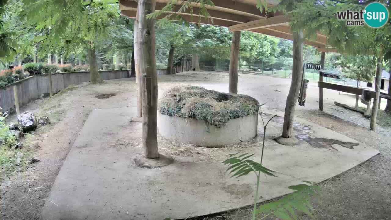 Live Webcam Zebras in Ljubljana ZOO – Slowenien