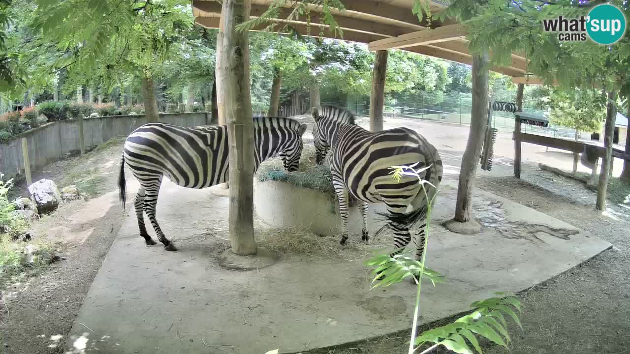 Live Webcam Zebras in Ljubljana ZOO – Slowenien