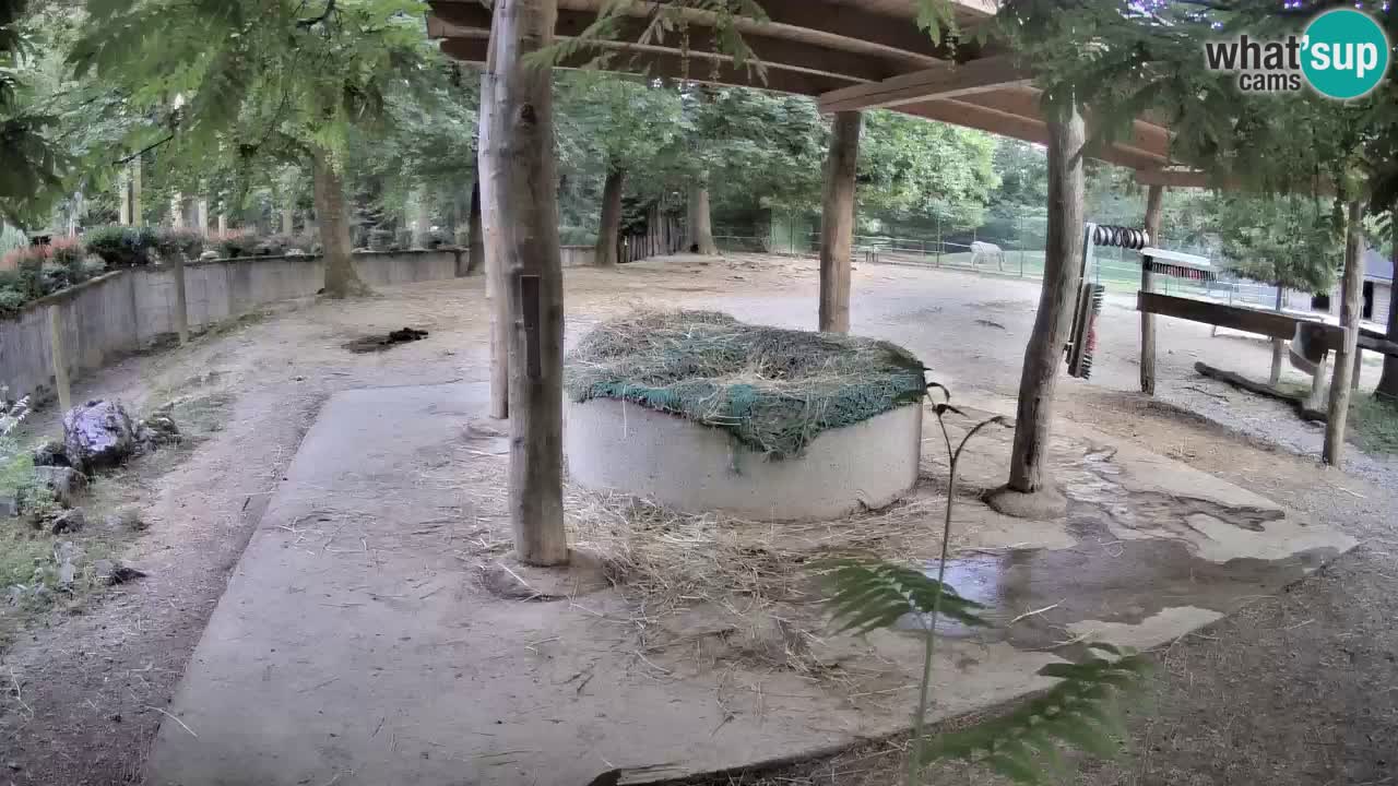 Live webcam Zebras in Ljubljana ZOO – Slovenia