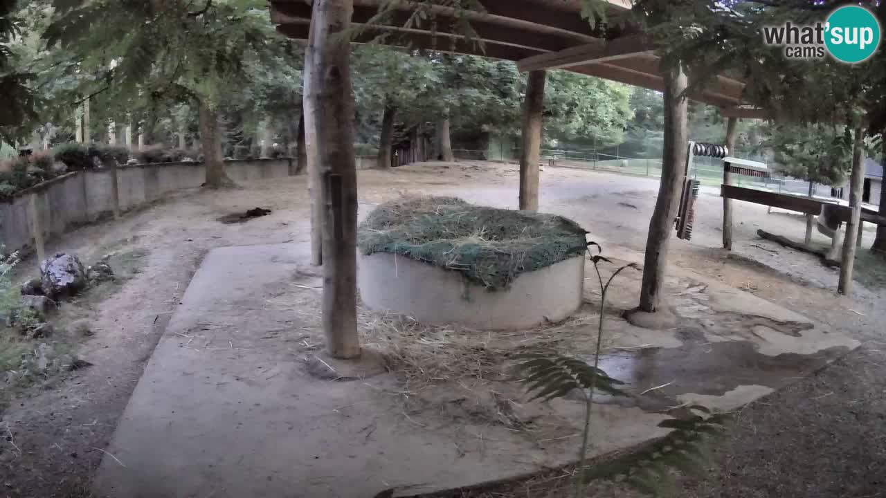 Live webcam Zebras in Ljubljana ZOO – Slovenia
