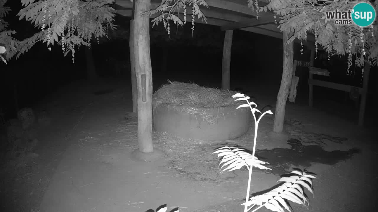 Live webcam Zebras in Ljubljana ZOO – Slovenia