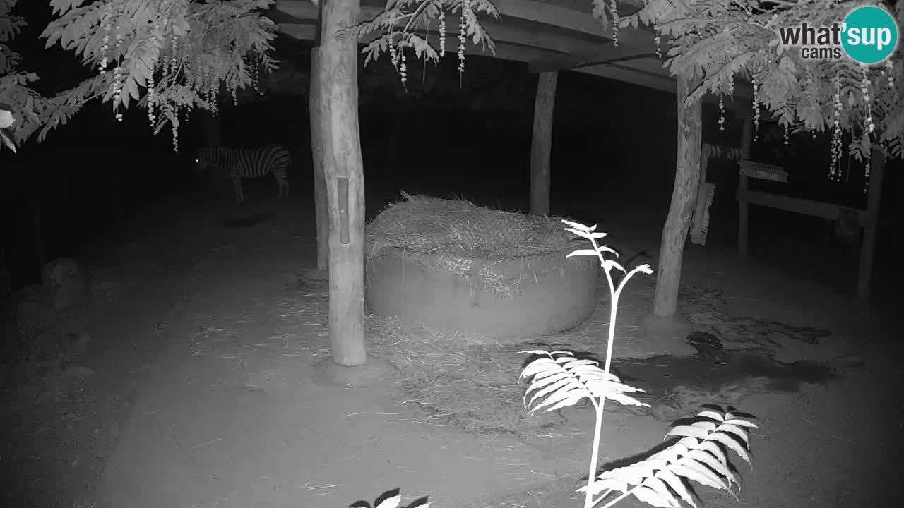 Live webcam Zebras in Ljubljana ZOO – Slovenia