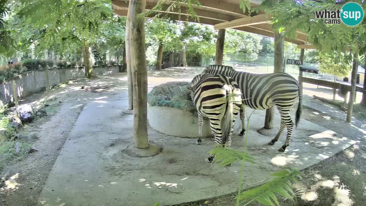 Live webcam Zebras in Ljubljana ZOO – Slovenia