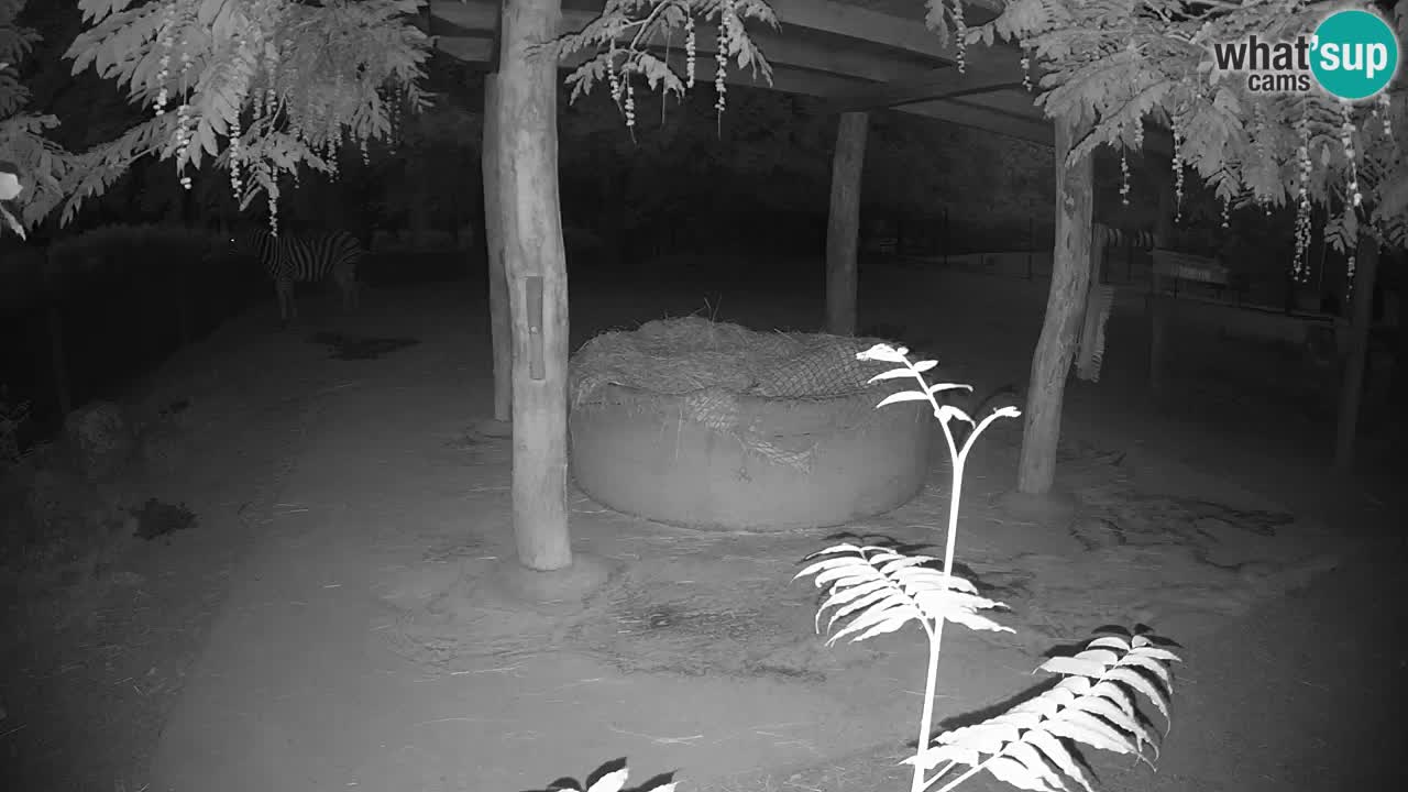 Live webcam Zebras in Ljubljana ZOO – Slovenia