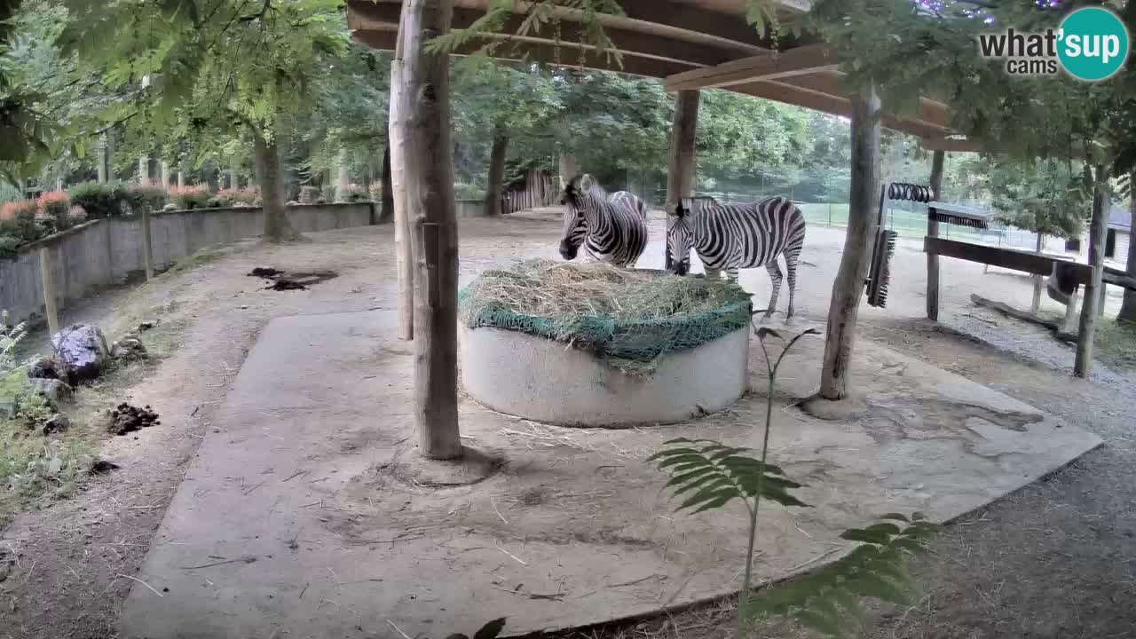 Live webcam Zebras in Ljubljana ZOO – Slovenia