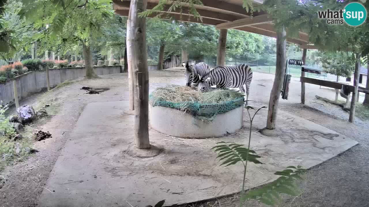 Live Webcam Zebras in Ljubljana ZOO – Slowenien