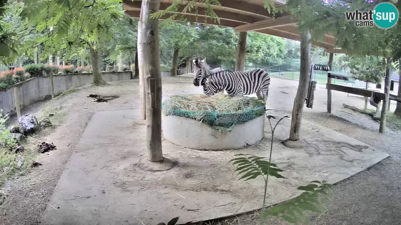 Live webcam Zebras in Ljubljana ZOO – Slovenia