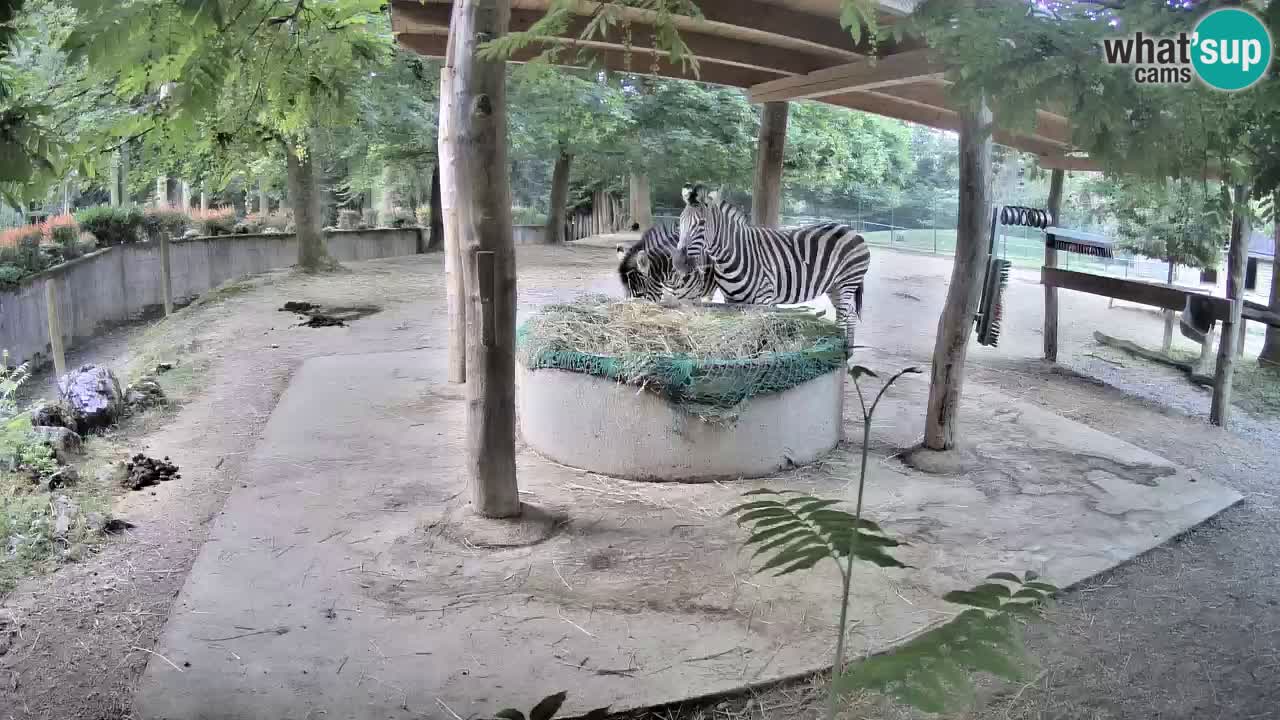 Live webcam Les zèbres in Ljubljana ZOO – Slovénie