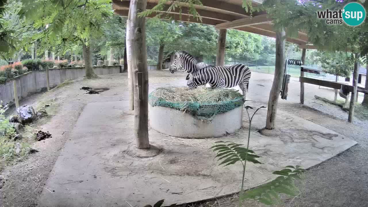 Camera en vivo Cebras in Ljubljana ZOO – Eslovenia