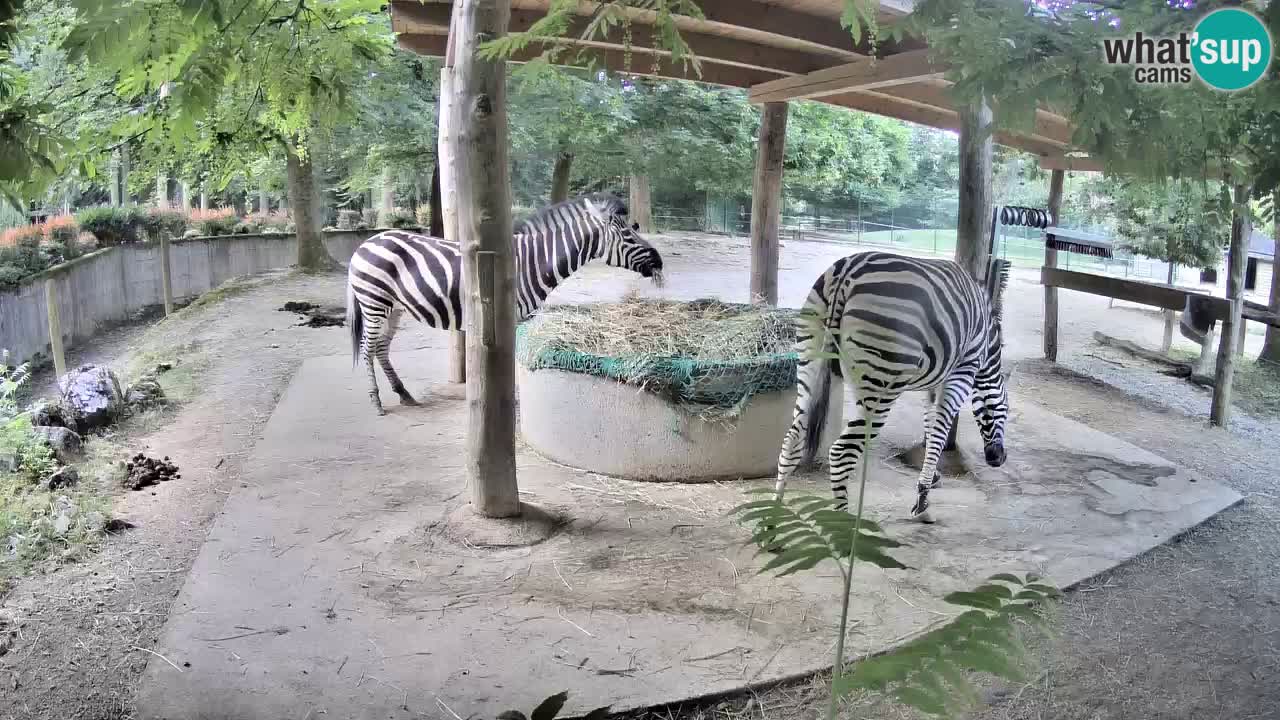 Web kamera uživo Zebras u ZOO Ljubljana – Slovenija