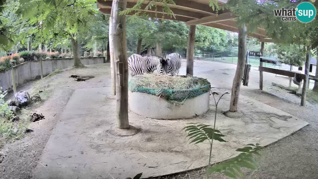 Zebre v živo v živalskem vrtu Ljubljana ZOO spletne kamere