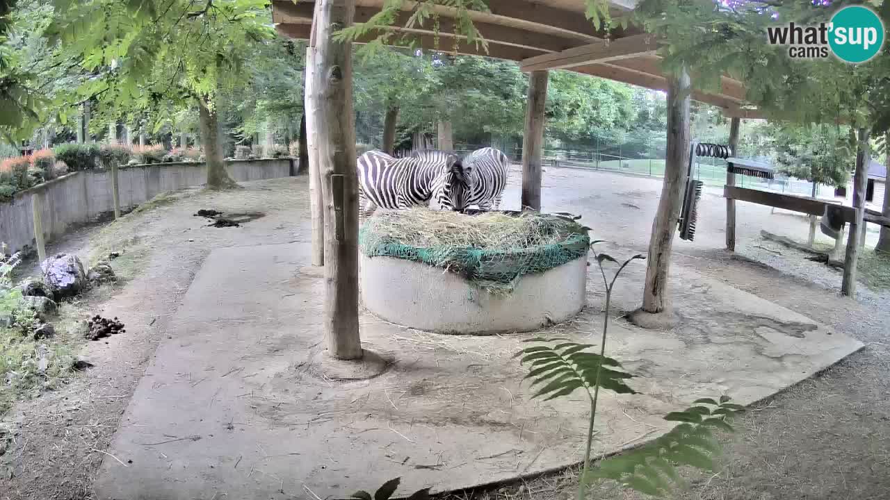 Le Zebre nello ZOO di Ljubljana – Slovenia Live webcam