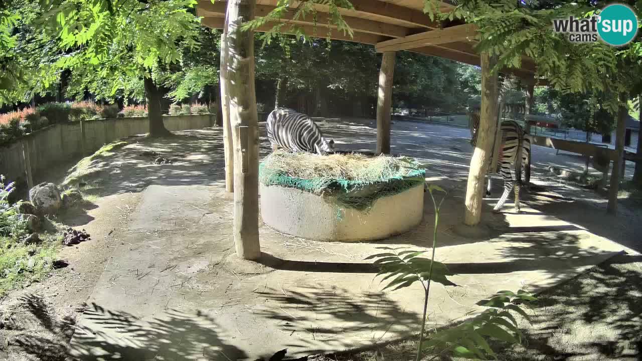 Camera en vivo Cebras in Ljubljana ZOO – Eslovenia