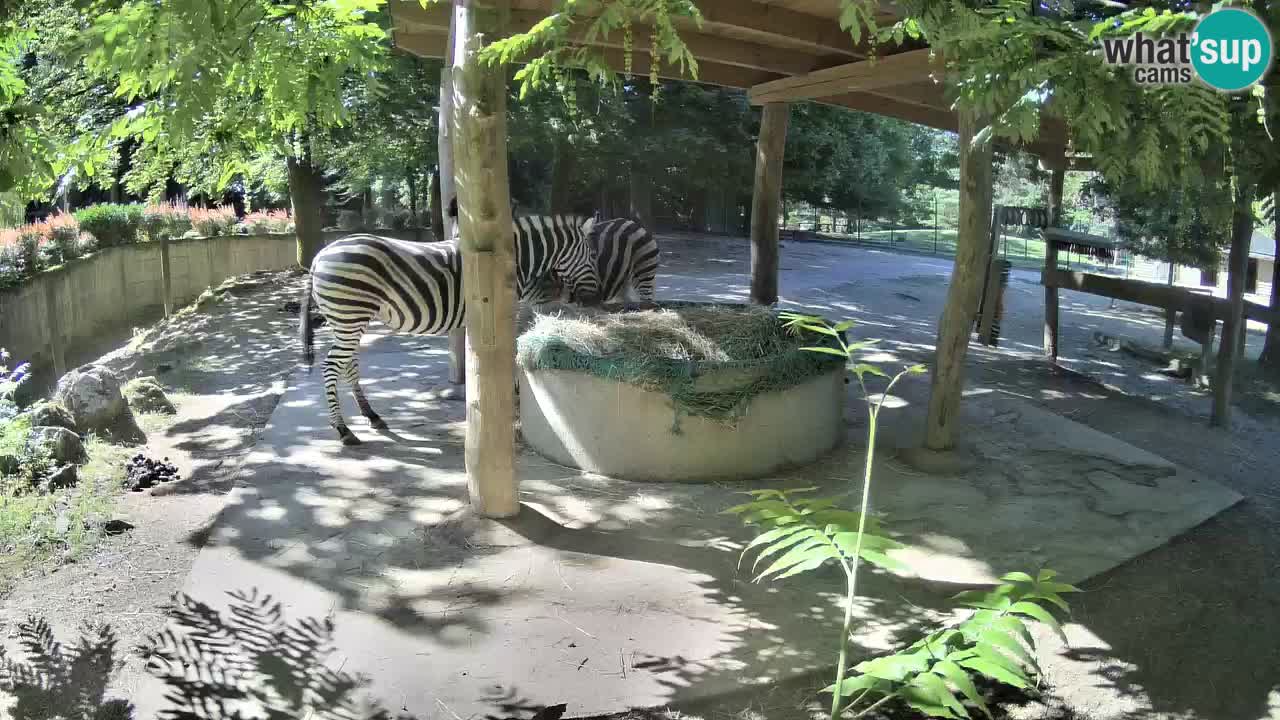 Web kamera uživo Zebras u ZOO Ljubljana – Slovenija