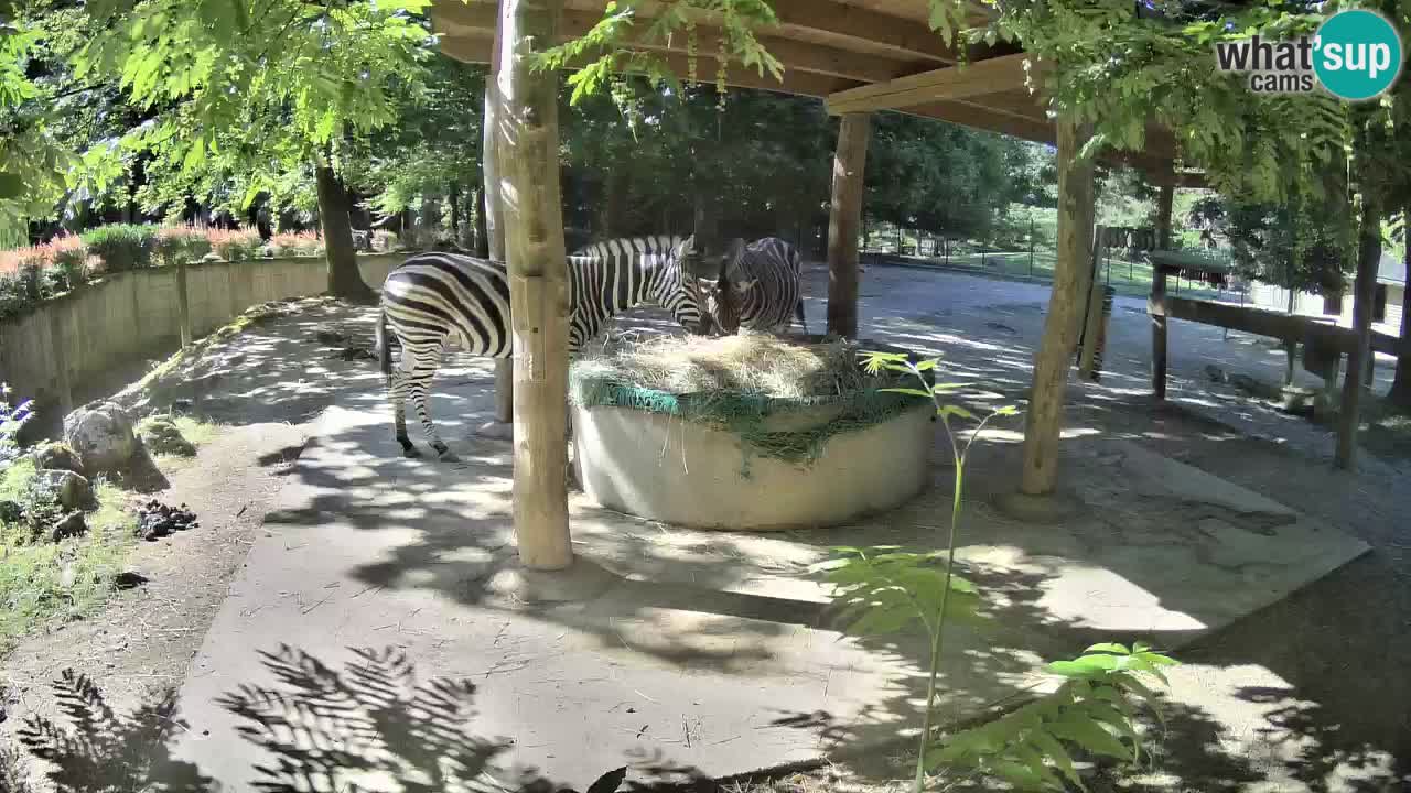 Live Webcam Zebras in Ljubljana ZOO – Slowenien