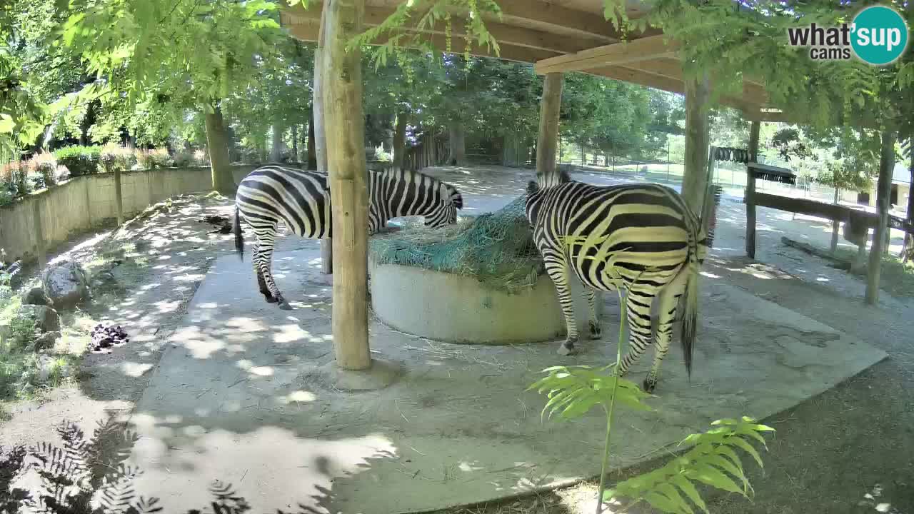 Live Webcam Zebras in Ljubljana ZOO – Slowenien