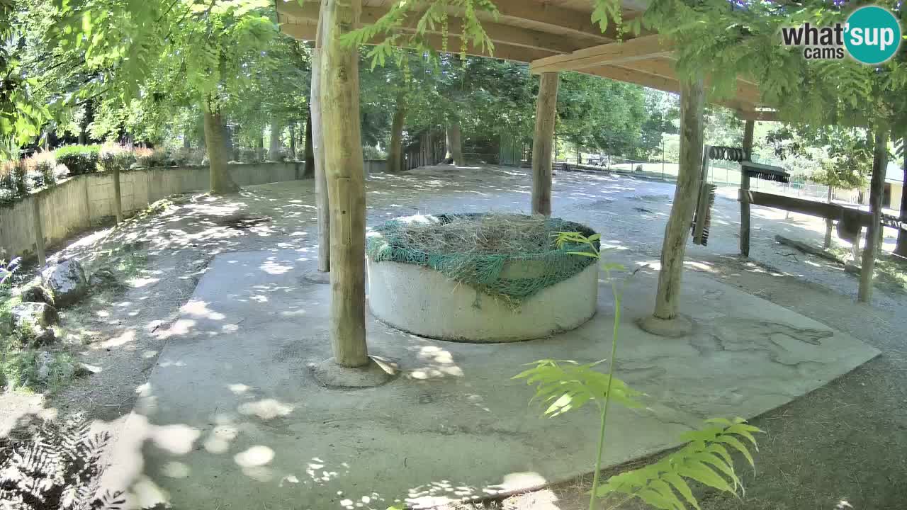 Le Zebre nello ZOO di Ljubljana – Slovenia Live webcam