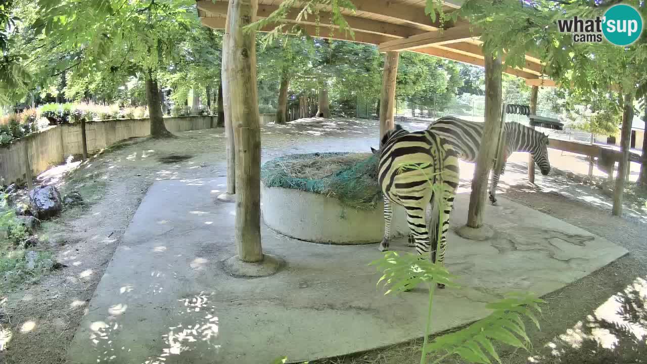 Le Zebre nello ZOO di Ljubljana – Slovenia Live webcam