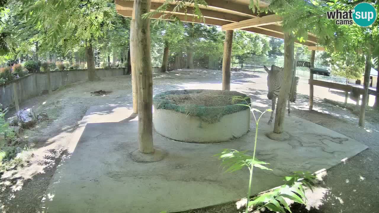 Le Zebre nello ZOO di Ljubljana – Slovenia Live webcam