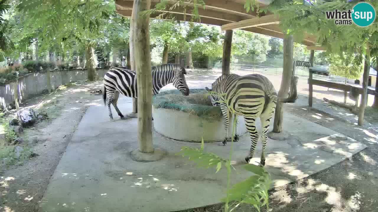 Live webcam Zebras in Ljubljana ZOO – Slovenia