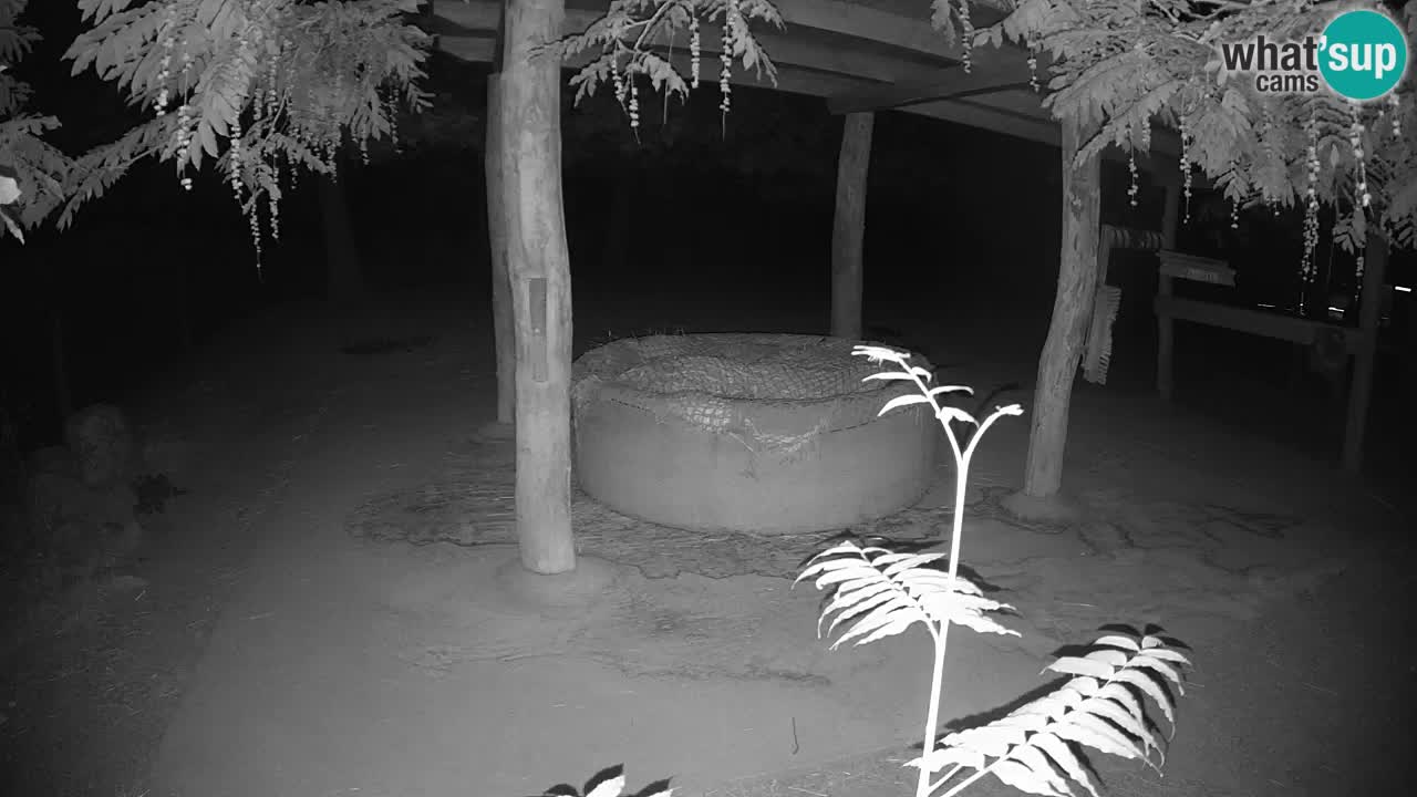 Live webcam Les zèbres in Ljubljana ZOO – Slovénie