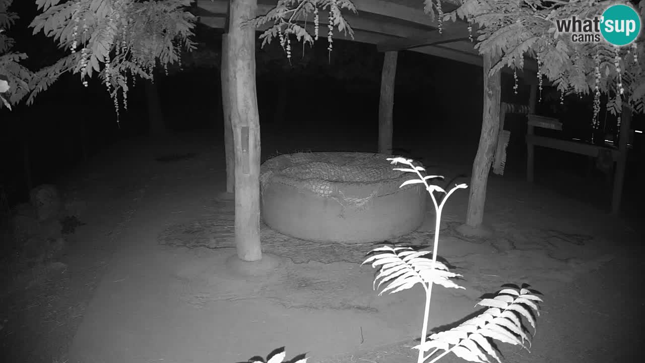 Live webcam Les zèbres in Ljubljana ZOO – Slovénie