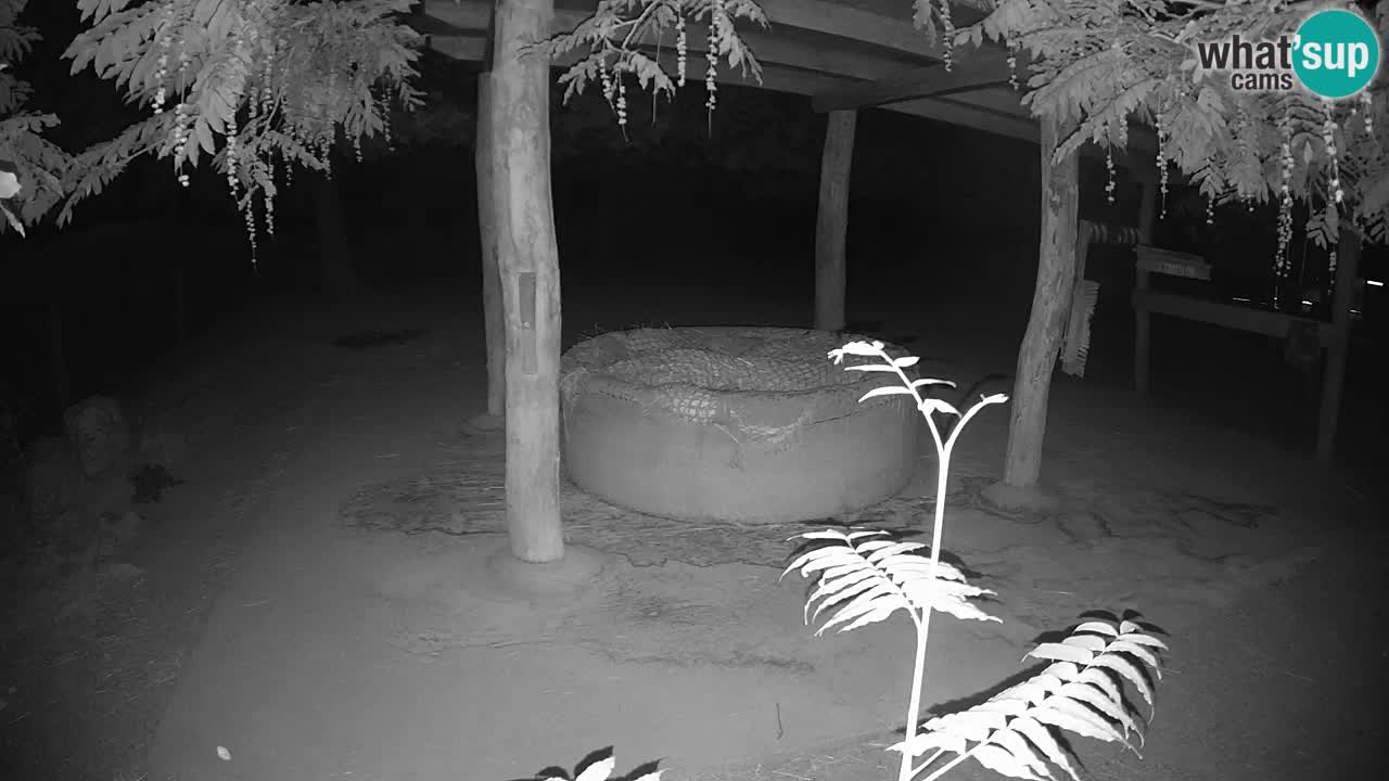 Live webcam Les zèbres in Ljubljana ZOO – Slovénie