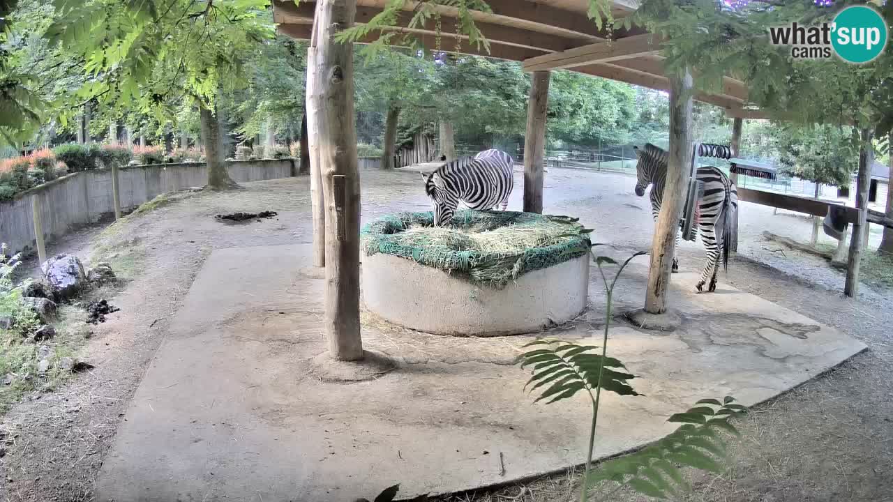 Live webcam Zebras in Ljubljana ZOO – Slovenia