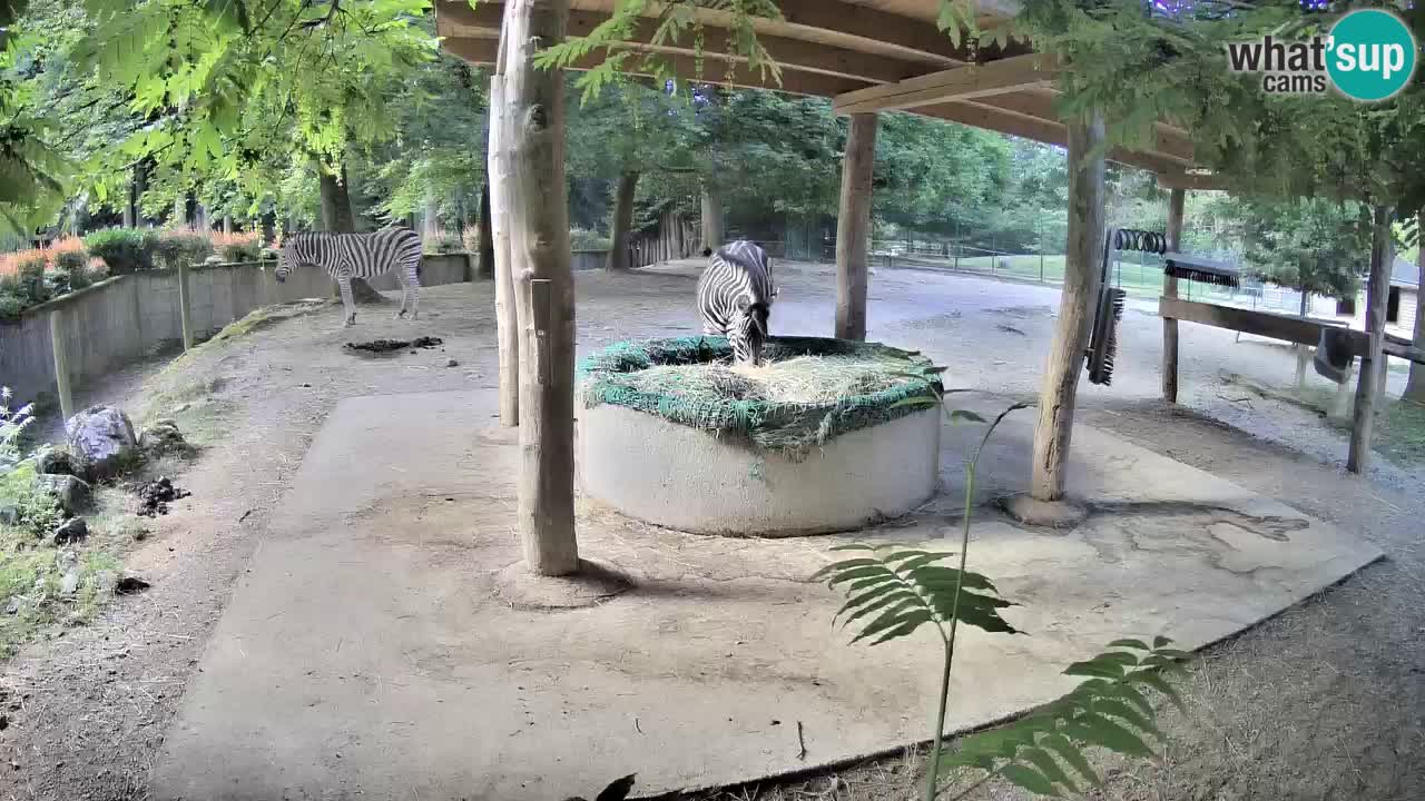 Live webcam Zebras in Ljubljana ZOO – Slovenia