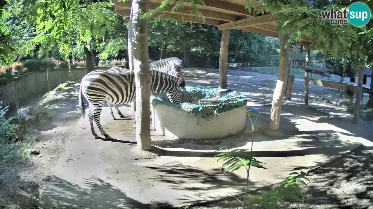 Live webcam Zebras in Ljubljana ZOO – Slovenia