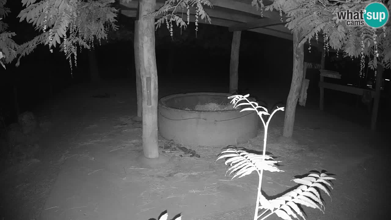 Live webcam Zebras in Ljubljana ZOO – Slovenia