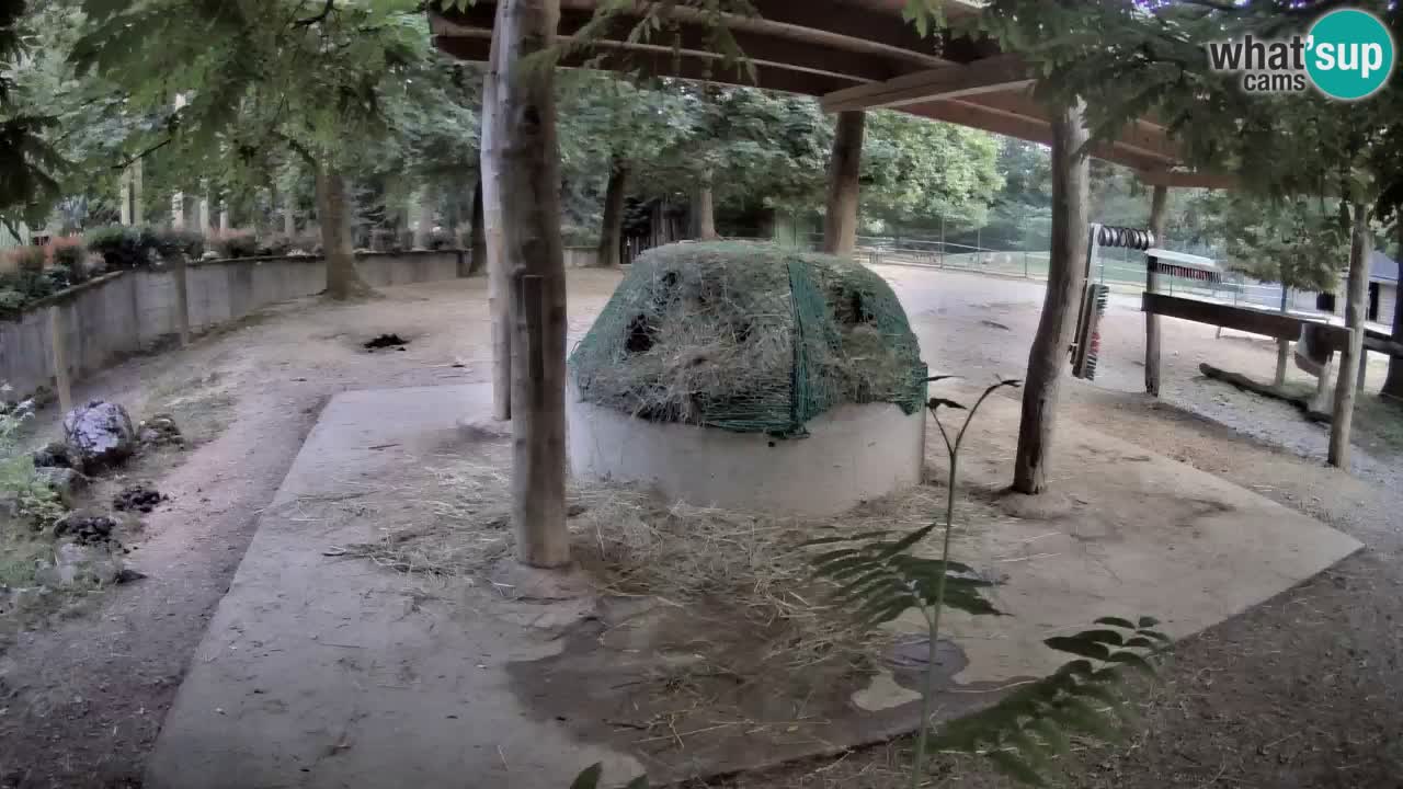 Live Webcam Zebras in Ljubljana ZOO – Slowenien