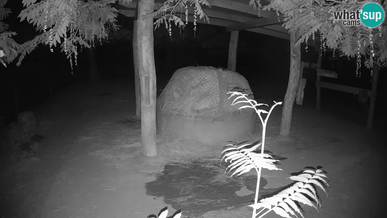 Camera en vivo Cebras in Ljubljana ZOO – Eslovenia