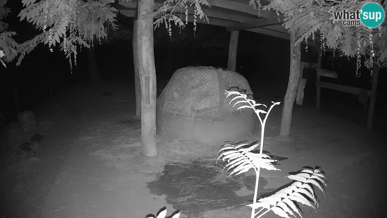 Camera en vivo Cebras in Ljubljana ZOO – Eslovenia