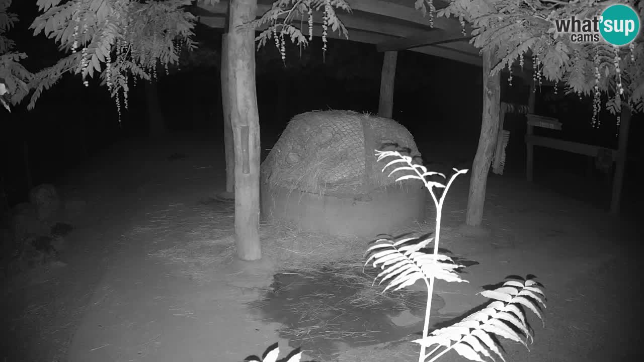Camera en vivo Cebras in Ljubljana ZOO – Eslovenia