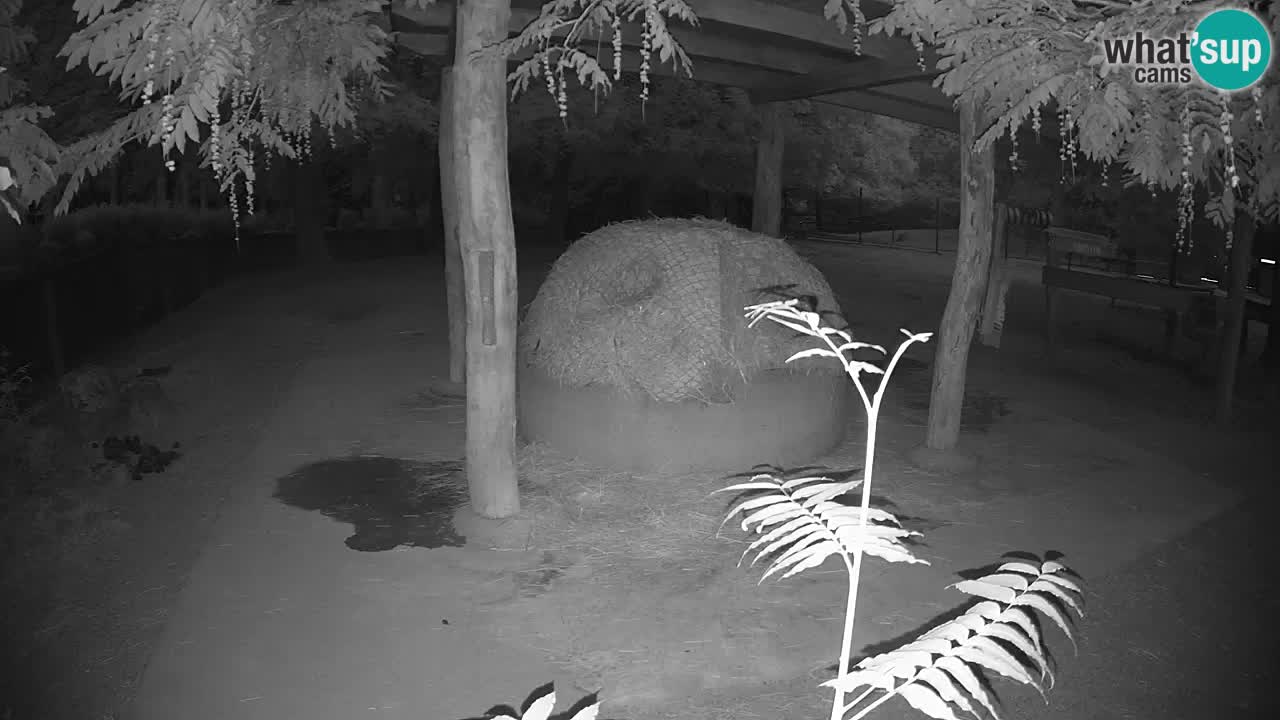 Camera en vivo Cebras in Ljubljana ZOO – Eslovenia