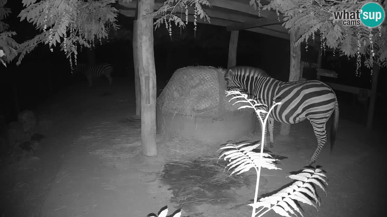 Camera en vivo Cebras in Ljubljana ZOO – Eslovenia