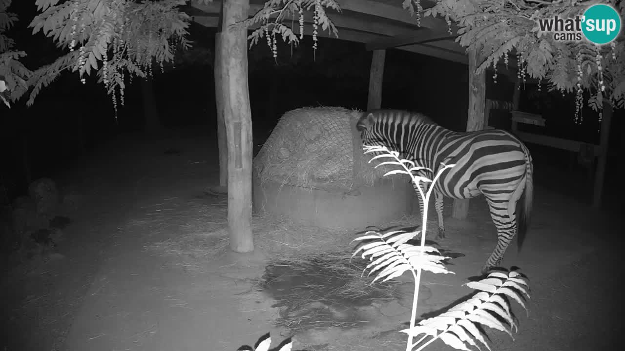 Camera en vivo Cebras in Ljubljana ZOO – Eslovenia