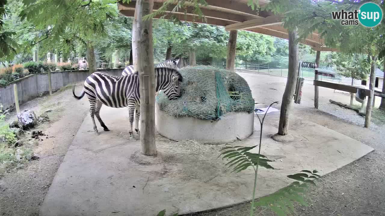 Le Zebre nello ZOO di Ljubljana – Slovenia Live webcam