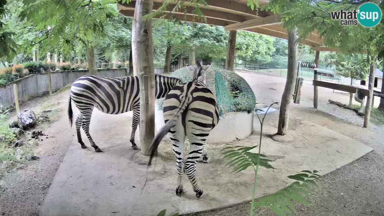 Live Webcam Zebras in Ljubljana ZOO – Slowenien