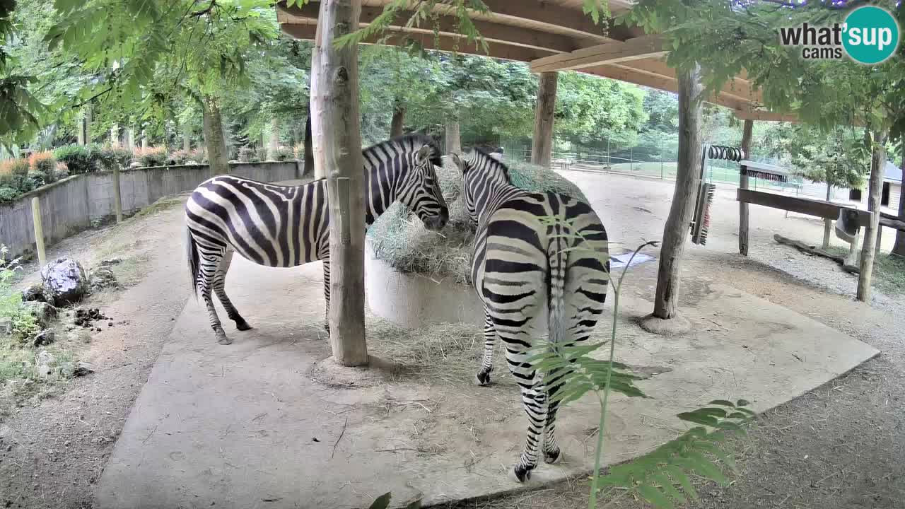 Live Webcam Zebras in Ljubljana ZOO – Slowenien