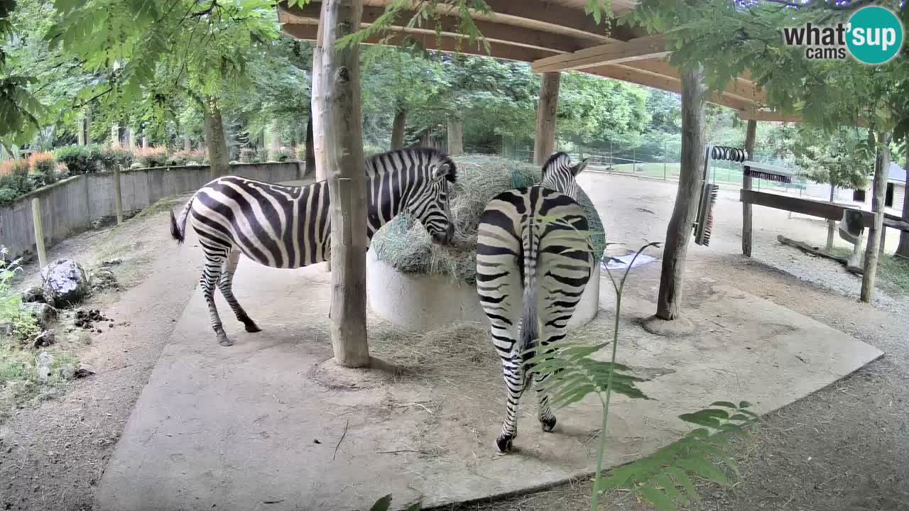 Le Zebre nello ZOO di Ljubljana – Slovenia Live webcam