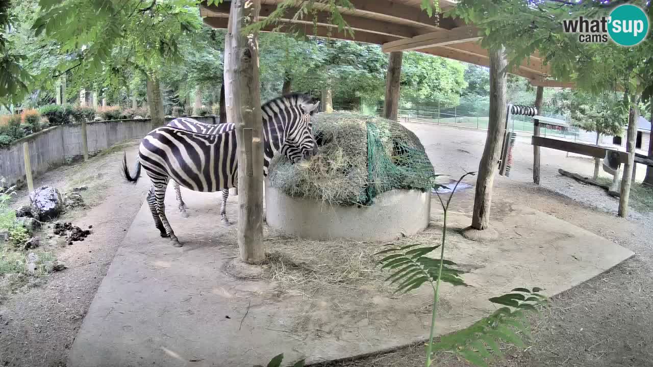 Live webcam Les zèbres in Ljubljana ZOO – Slovénie