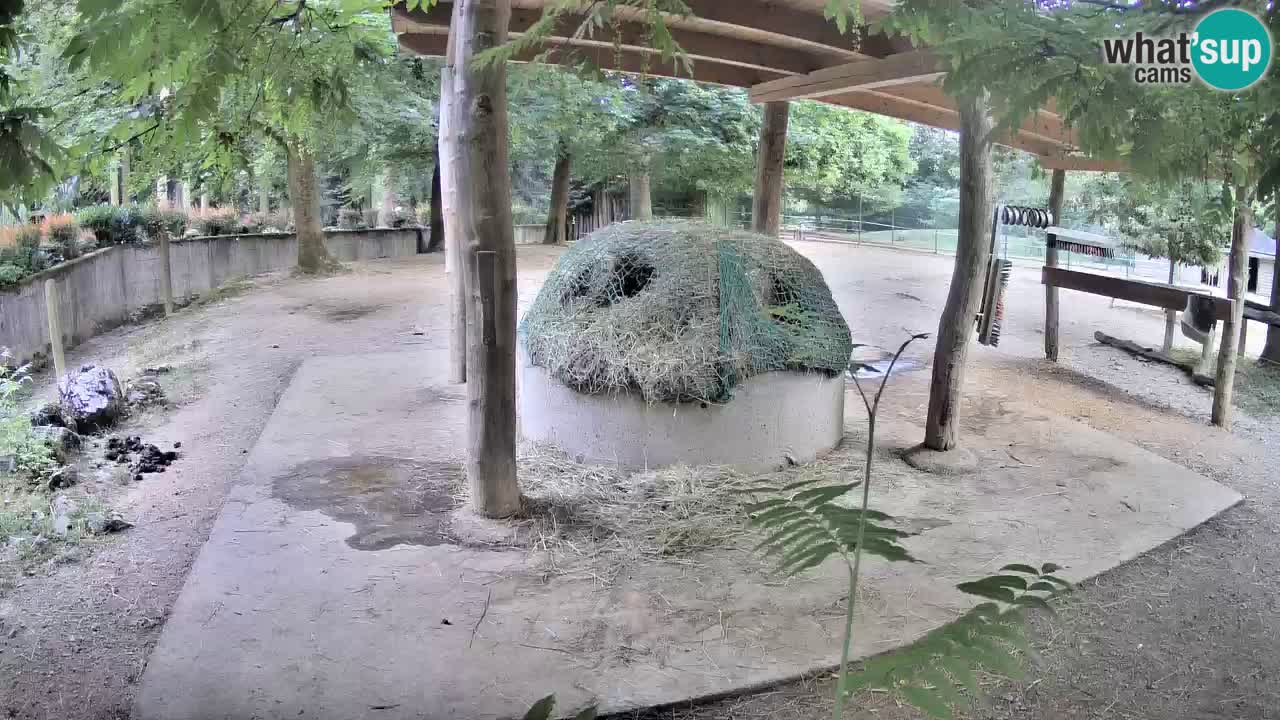 Live webcam Les zèbres in Ljubljana ZOO – Slovénie